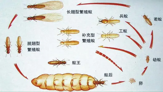 <b>最新的蚁巢灭白蚁族群消灭法，怎样预防白蚁？</b>