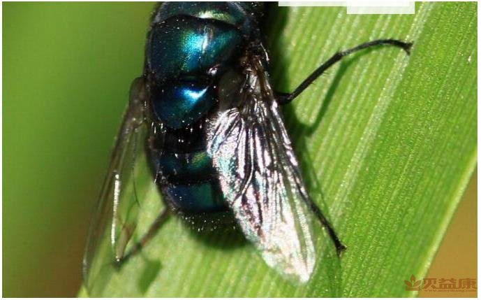 公司厂家消毒杀虫解决苍蝇的烦恼和方案