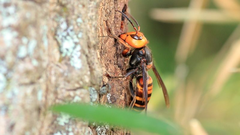 有害生物防治相关知识